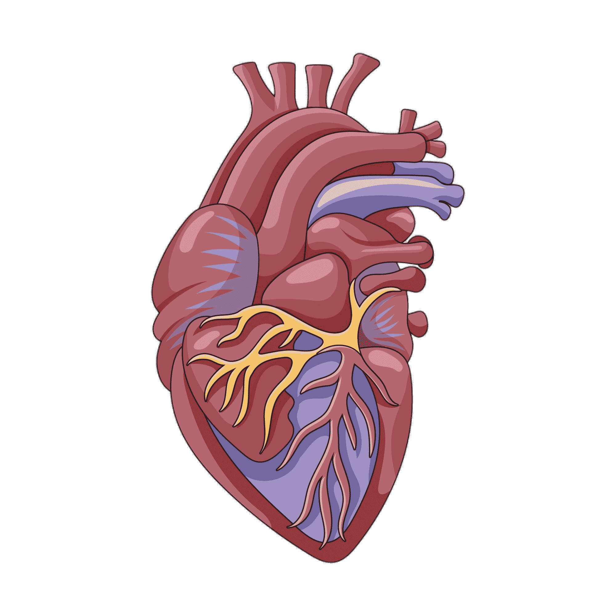 Heart Condition