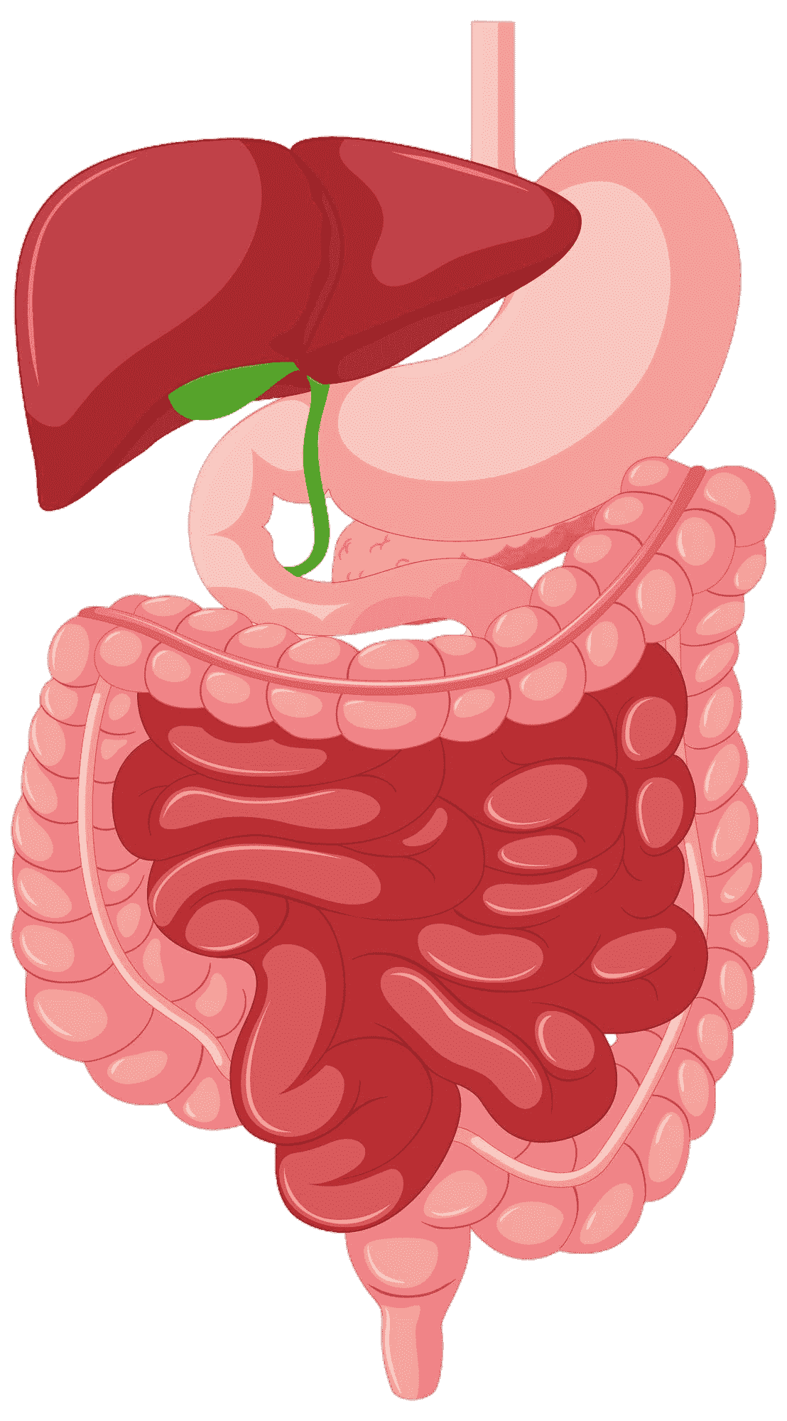 Intestine Condition