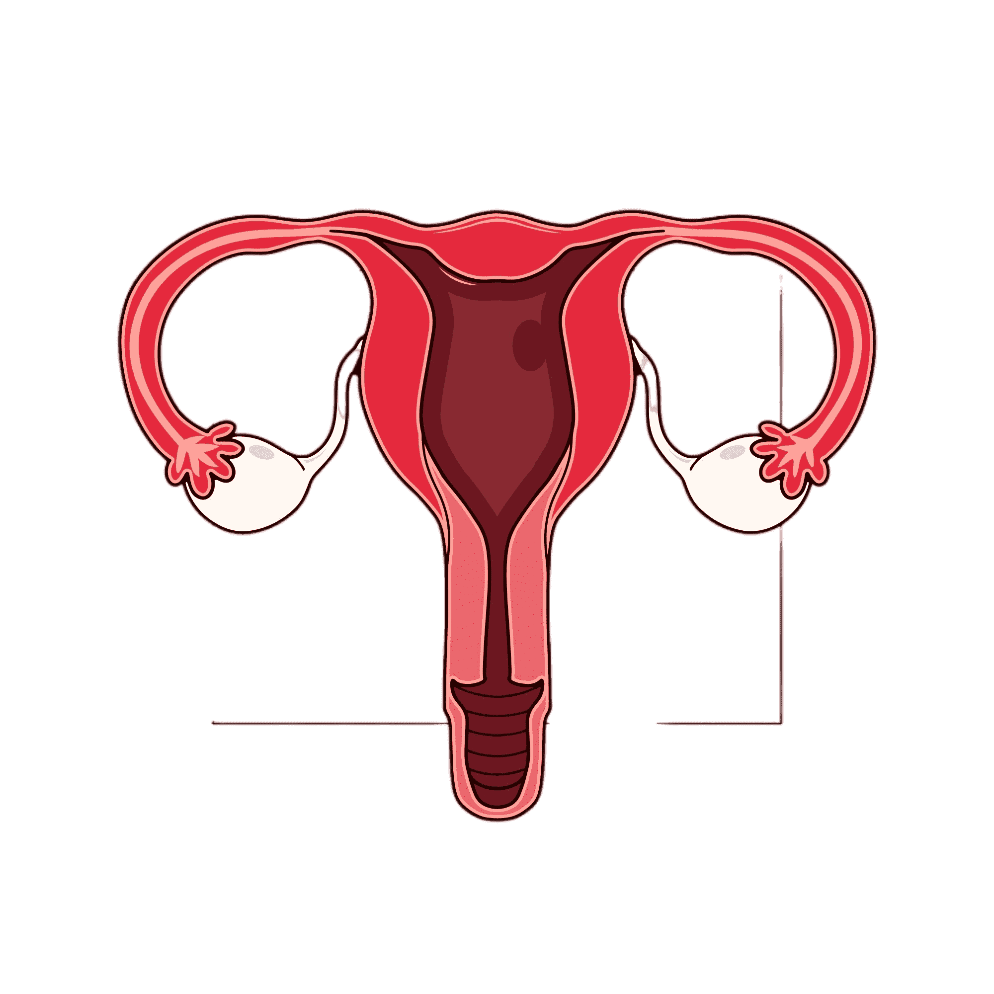 Ovary Condition