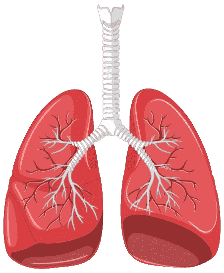 Lungs